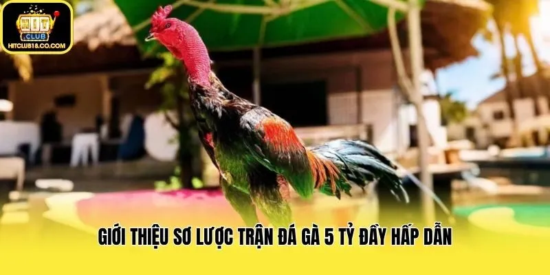 Giới thiệu sơ lược trận đá gà 5 tỷ đầy hấp dẫn