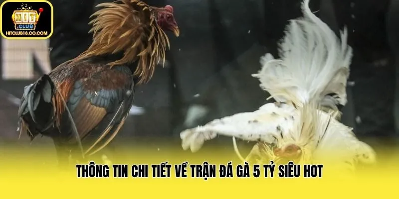 Thông tin chi tiết về trận đá gà 5 tỷ siêu hot