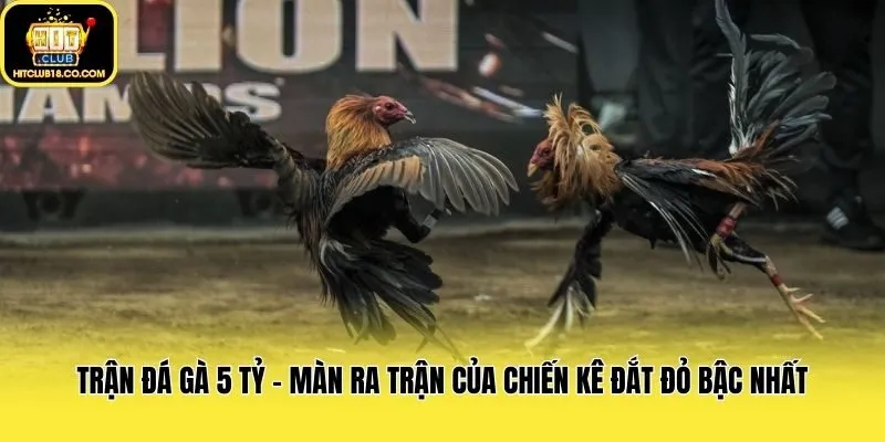 Trận Đá Gà 5 Tỷ - Màn Ra Trận Của Chiến Kê Đắt Đỏ Bậc Nhất